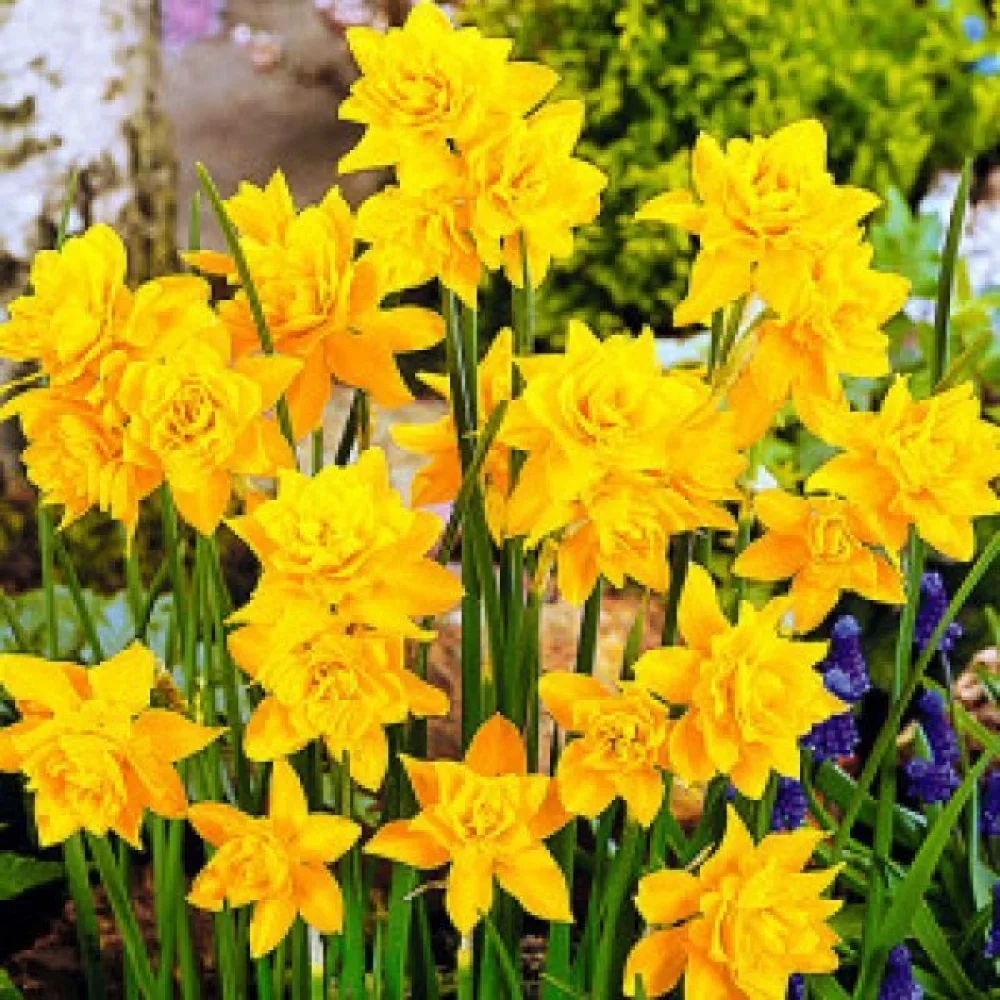 Narcis Campernellen double (plnokvětý)
