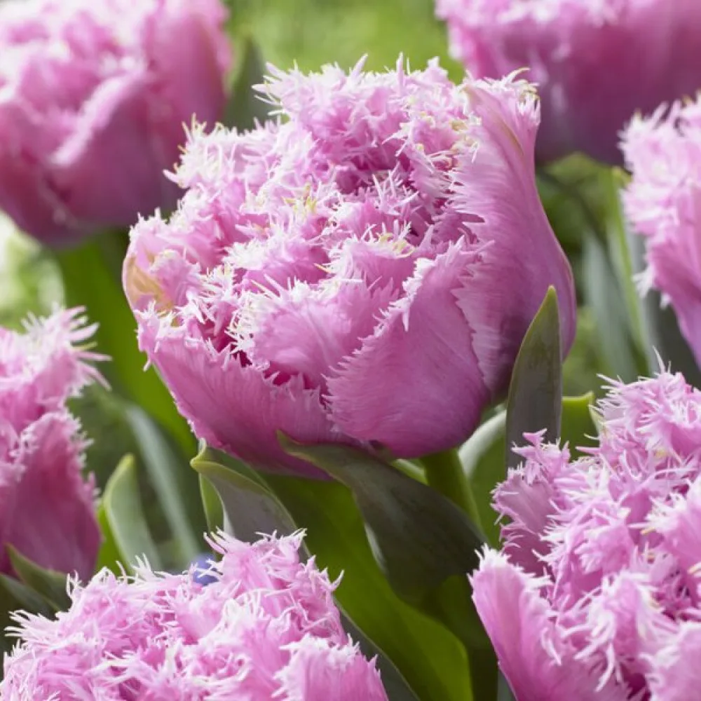 Tulipán Perth (růžový)
