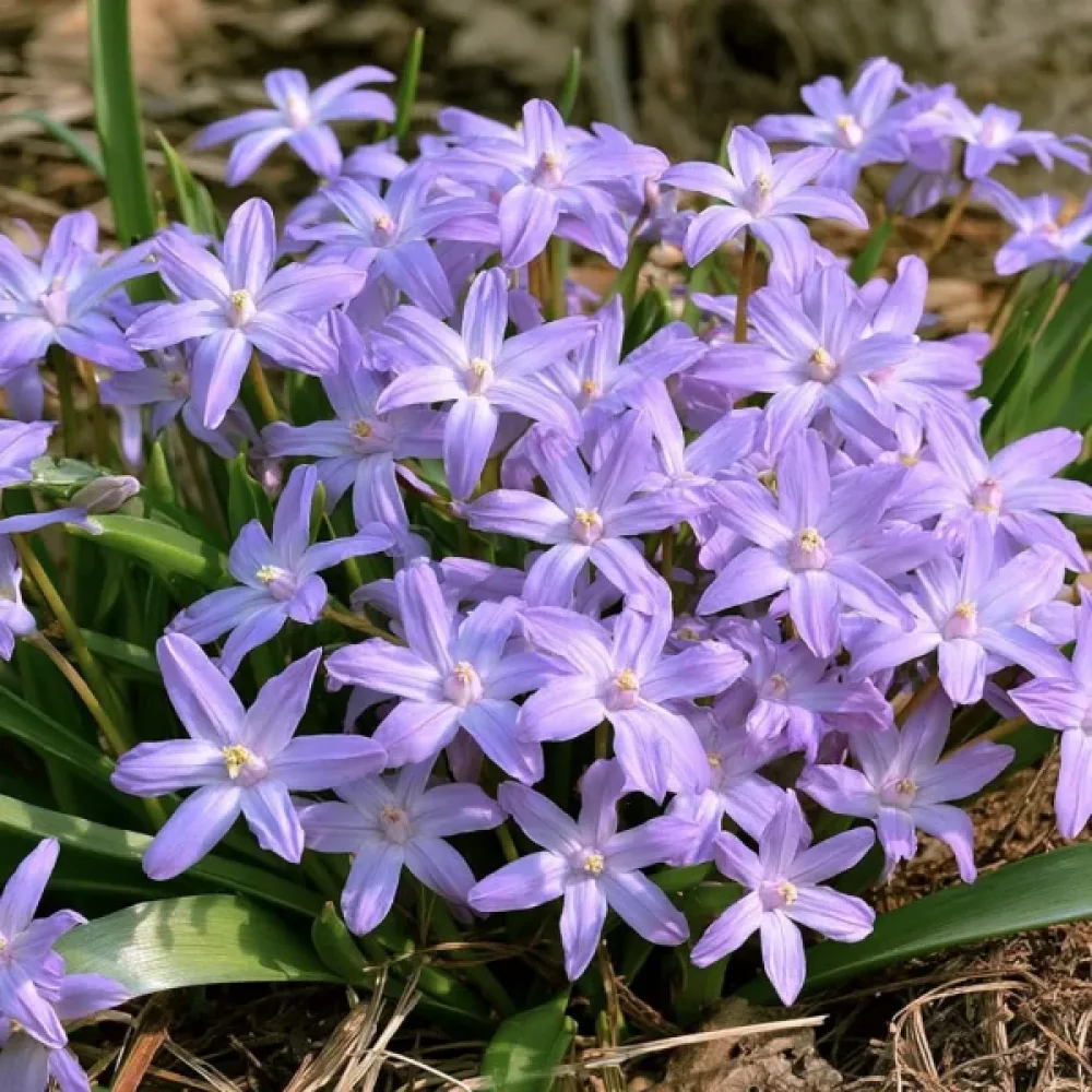 Ladoňka Violet Beauty (fialová)