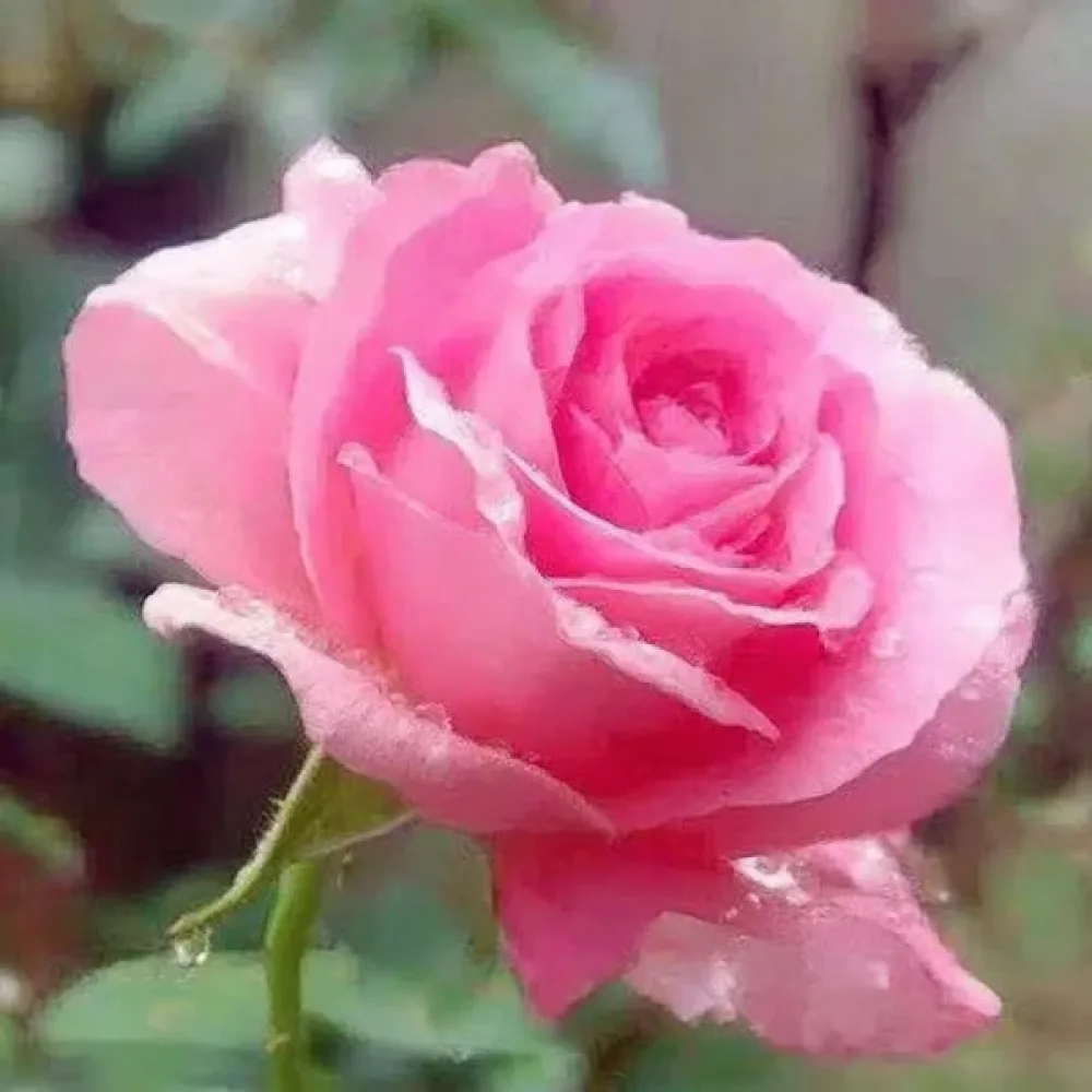 Růže Pink Pearl (růžová)