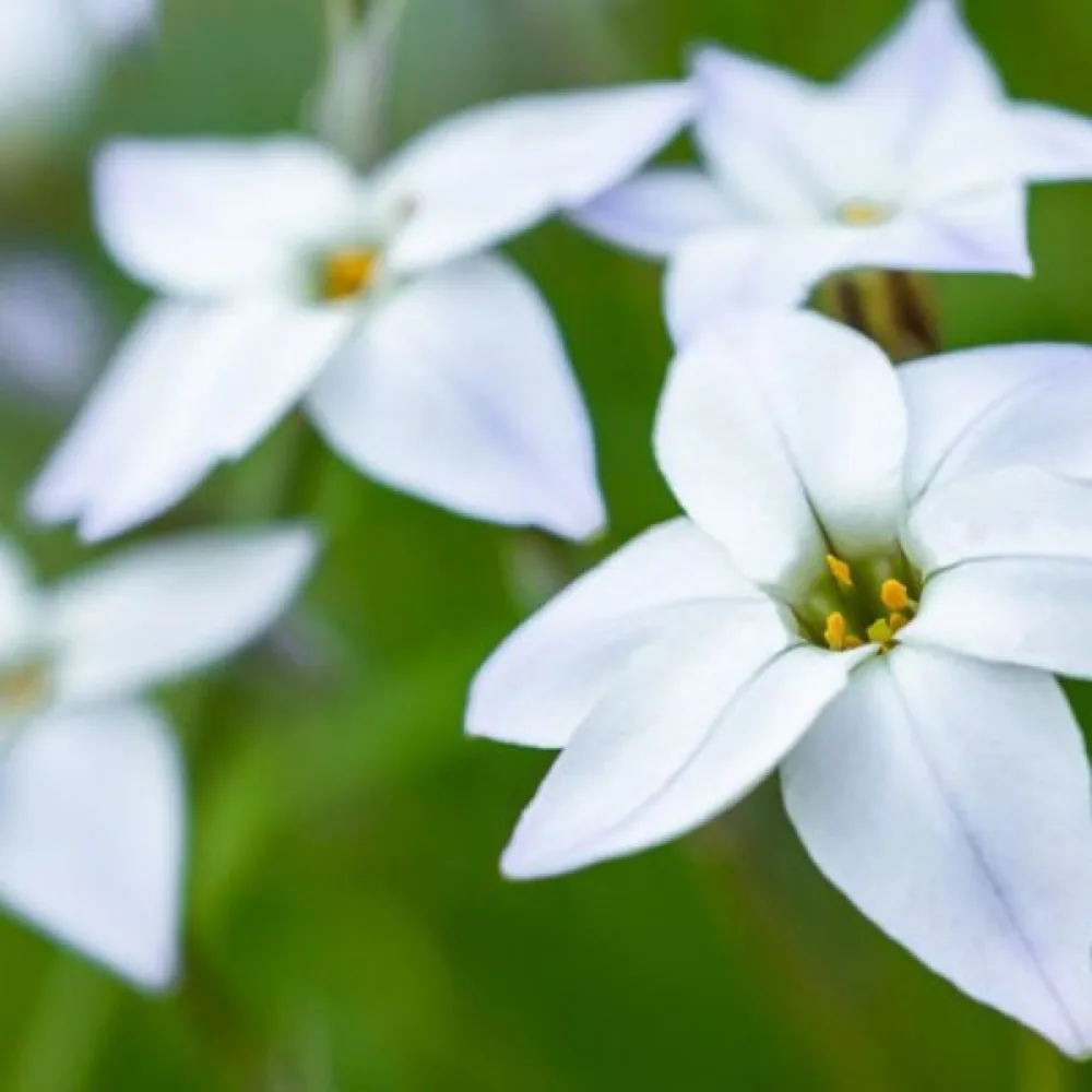 Ifeon White Star (bílý)