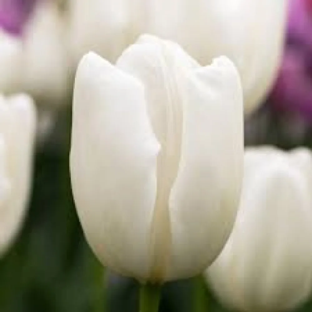 Tulipán Hakuun (bílý)