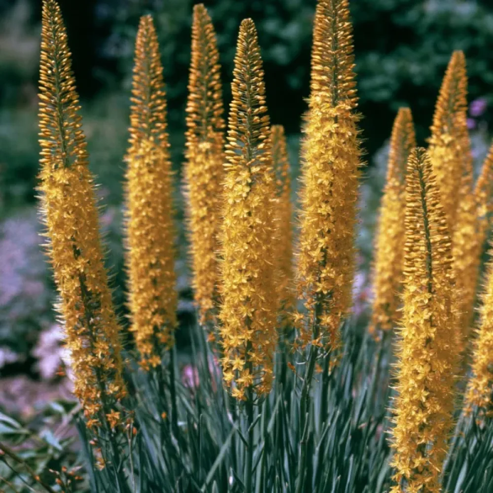 Liliochvostec Bungeii
