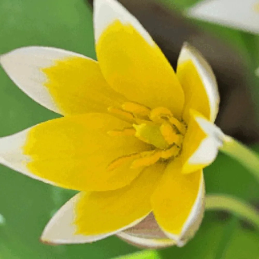 Tulipán Tarda Dasystemon (nízký)