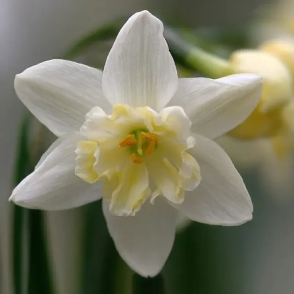 Narcis Silver Chimes (stříbrný)