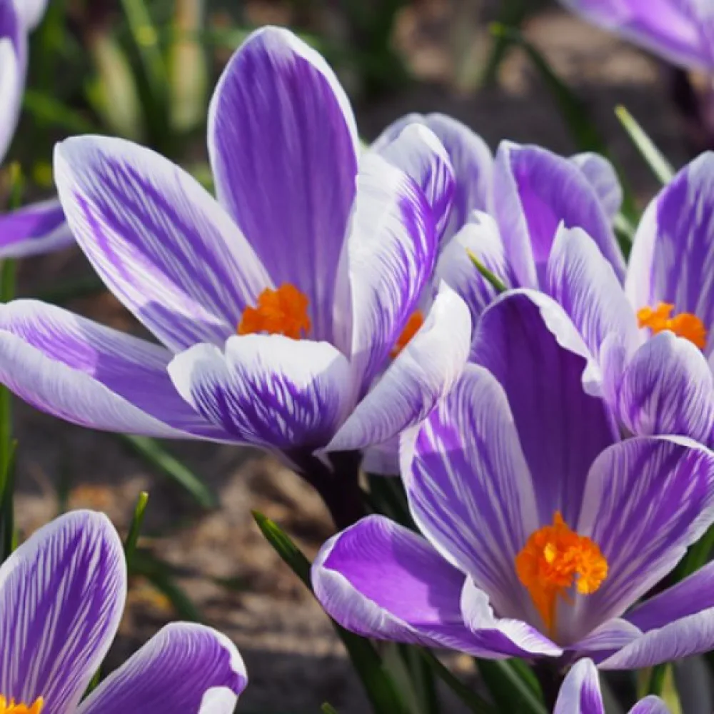 Krokus King of the striped vernus (pruhovaný)