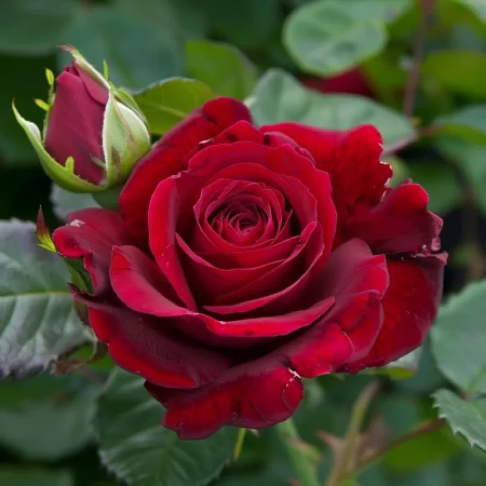 Růže Evening Bloom Harp – prostokořenná