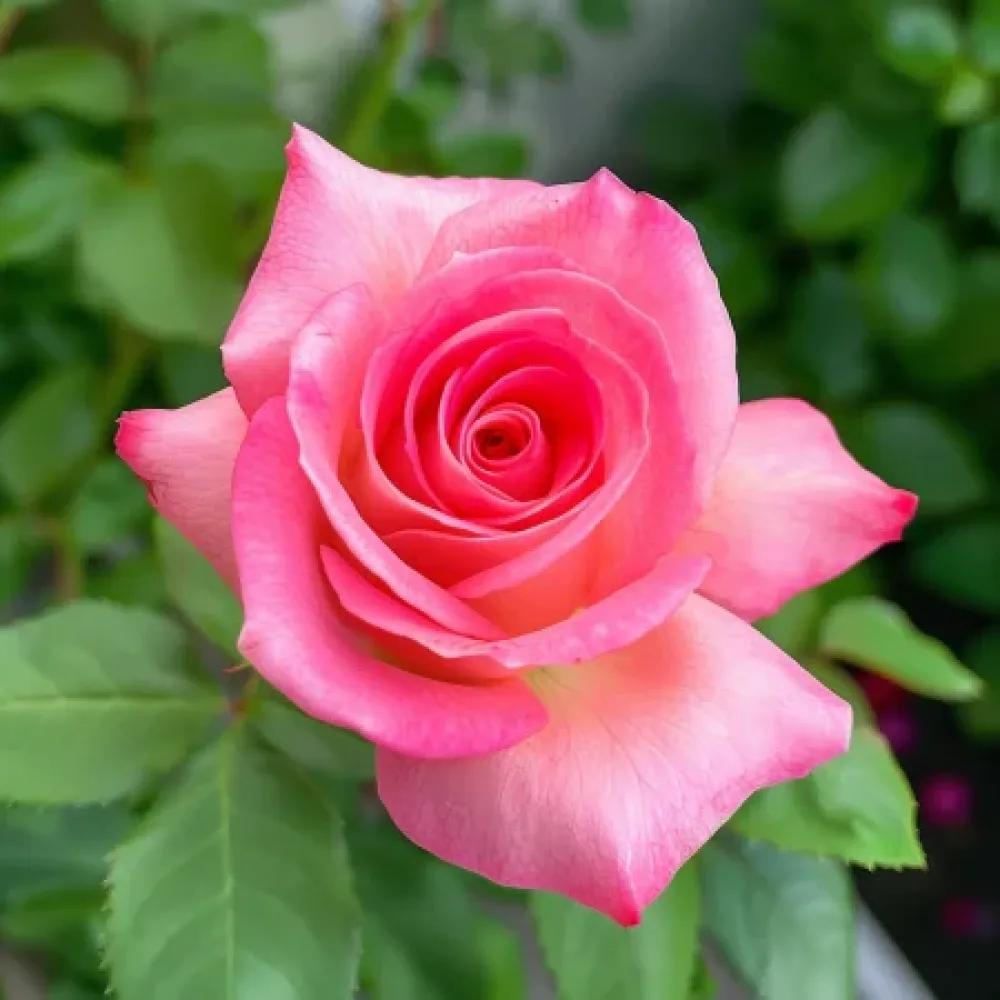 Růže Pink Snowflake – prostokořenná