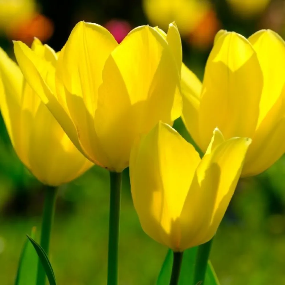 Tulipán Candela (žlutý)