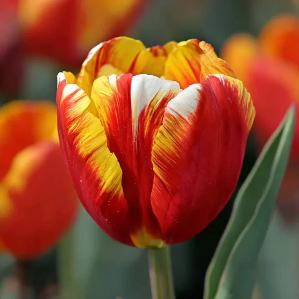 Tulipán Dow Jones (žlutý)