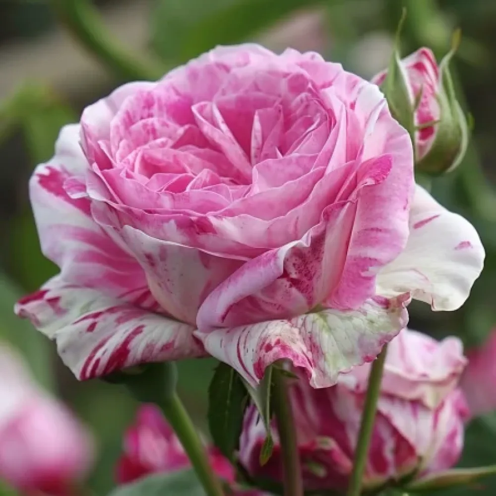 Růže Floral Whirl – prostokořenná