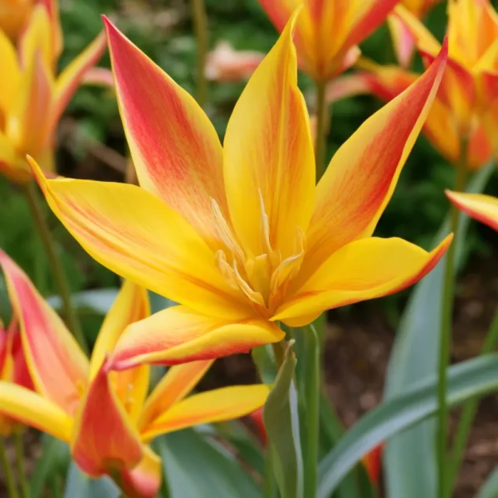 Tulipán Kolpakowskiana (žlutý)