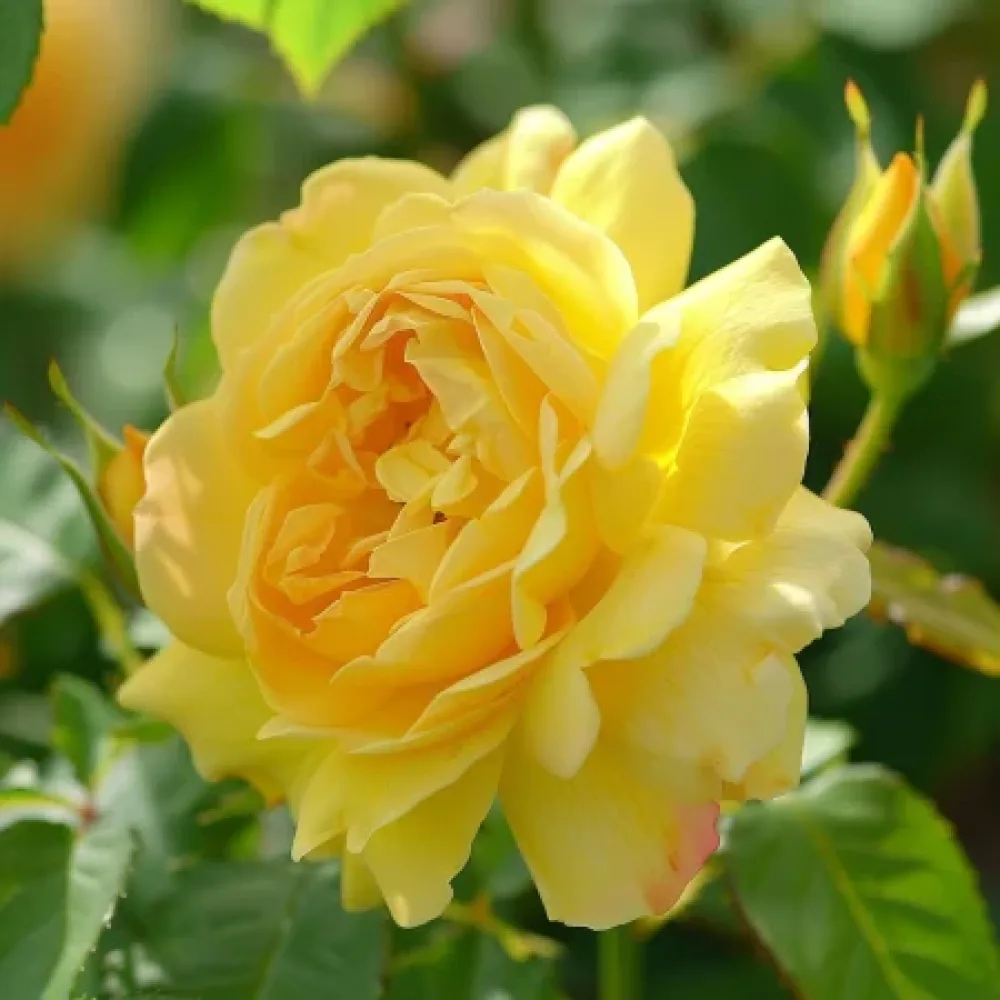 Růže Citrus Harmony – prostokořenná