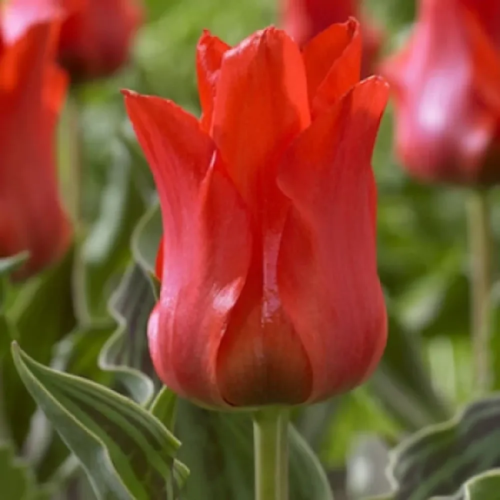 Tulipán Red riding hood
