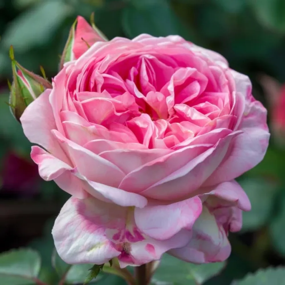 Růže Pink Sentinel – prostokořenná