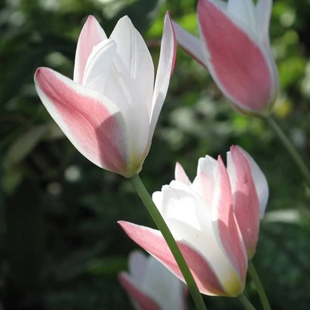 Tulipán Lady Jane (krémový)