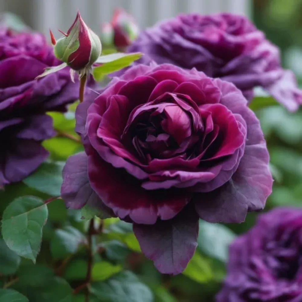 Růže Magenta Temptation – prostokořenná