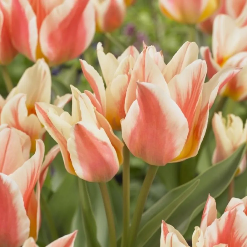 Tulipán Quebec (bílý)