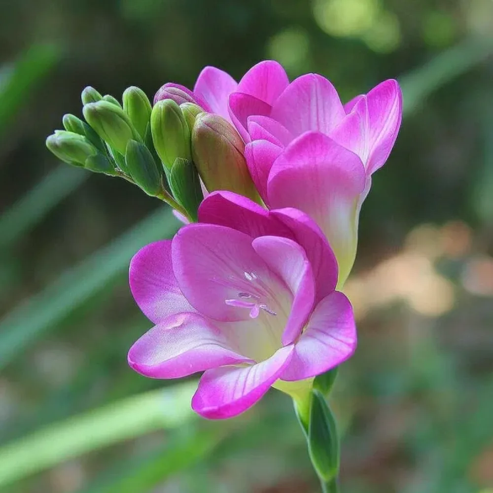 Frézie Pink Single (růžová)