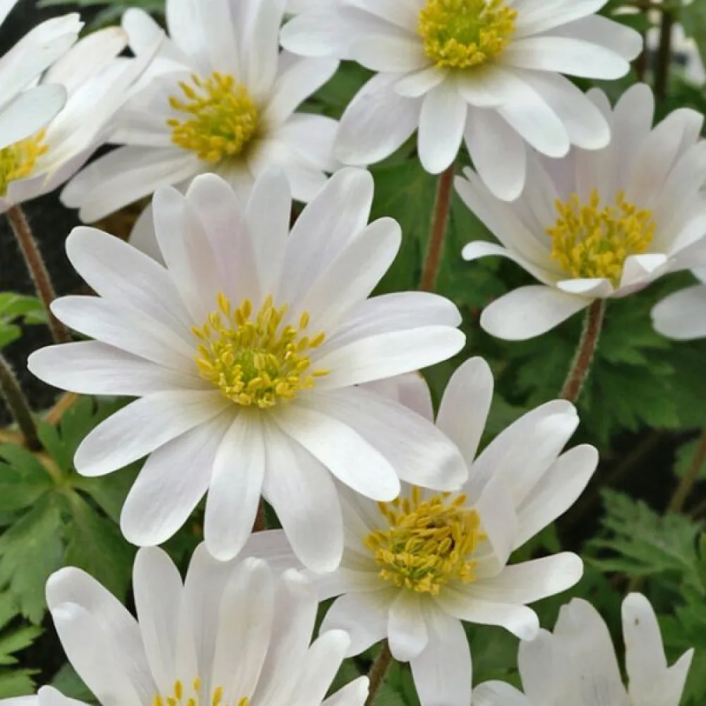Sasanka White Splendor Blanda (bílá)