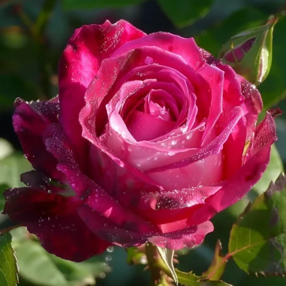 Růže Dancing Petal – prostokořenná
