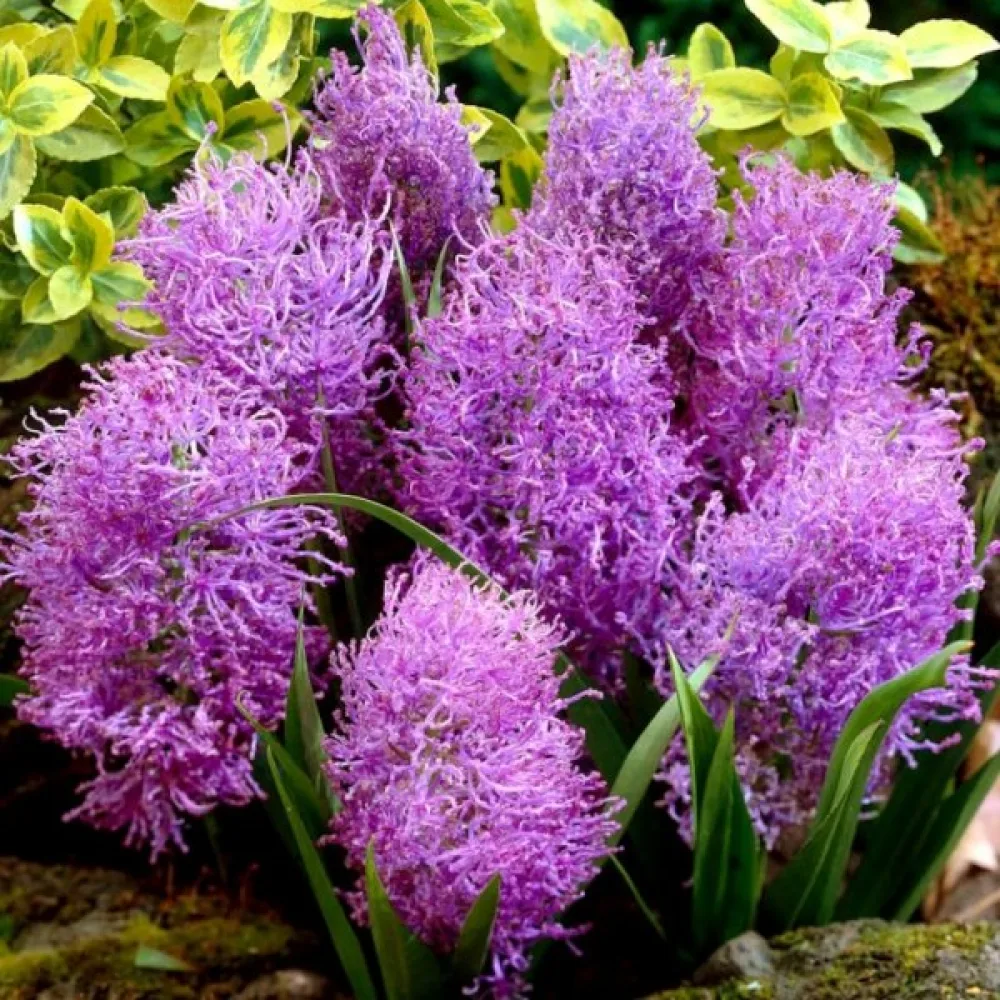 Modřenec Comosum Plumosum (fialový)