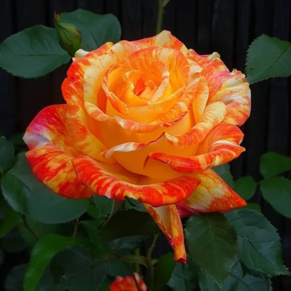 Růže Summer Memory – prostokořenná