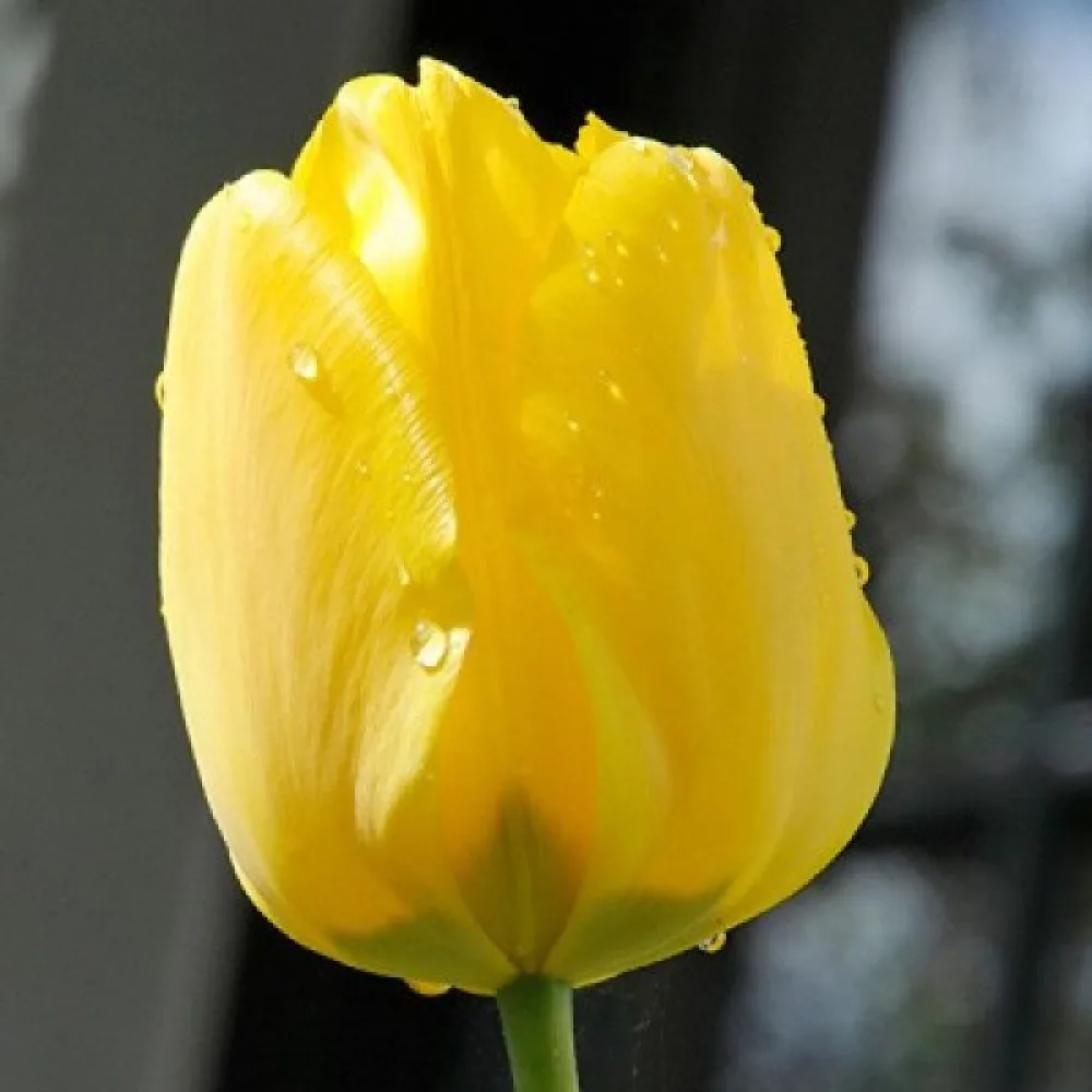Tulipán Jan van Nes (žlutý)