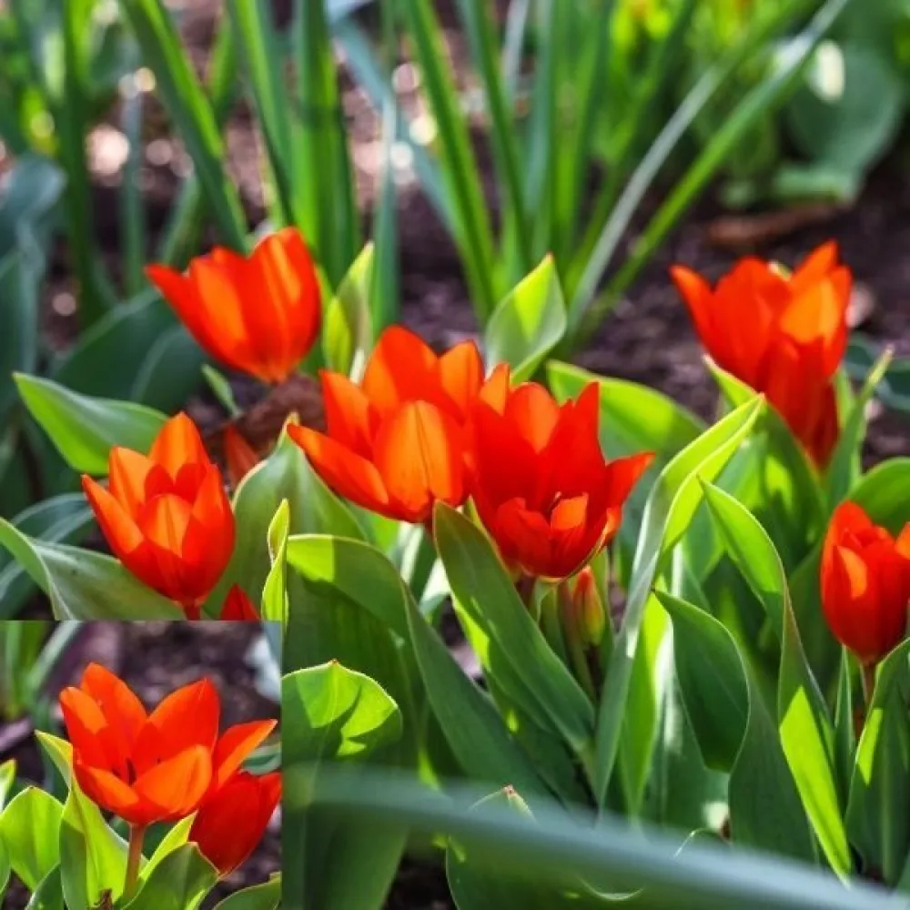 Tulipán Praestans Zwanenburg (oranžový)