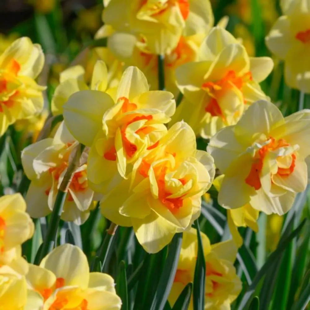 Narcis Tahiti
