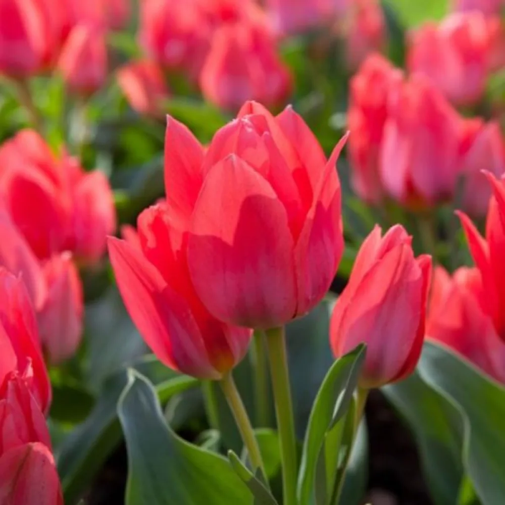 Tulipán Toronto (červený)