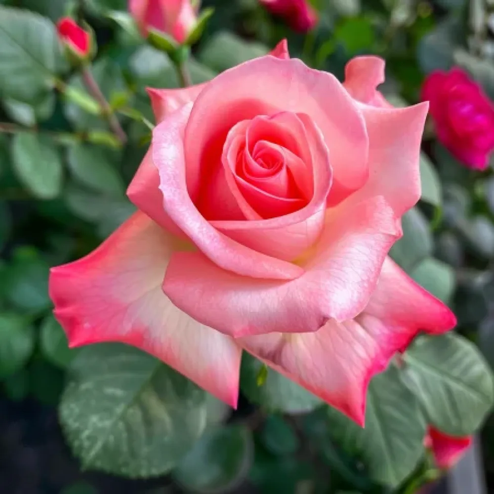 Růže Pink Snowflake – prostokořenná