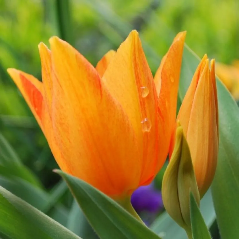 Tulipán Praestans Shogun (oranžový)