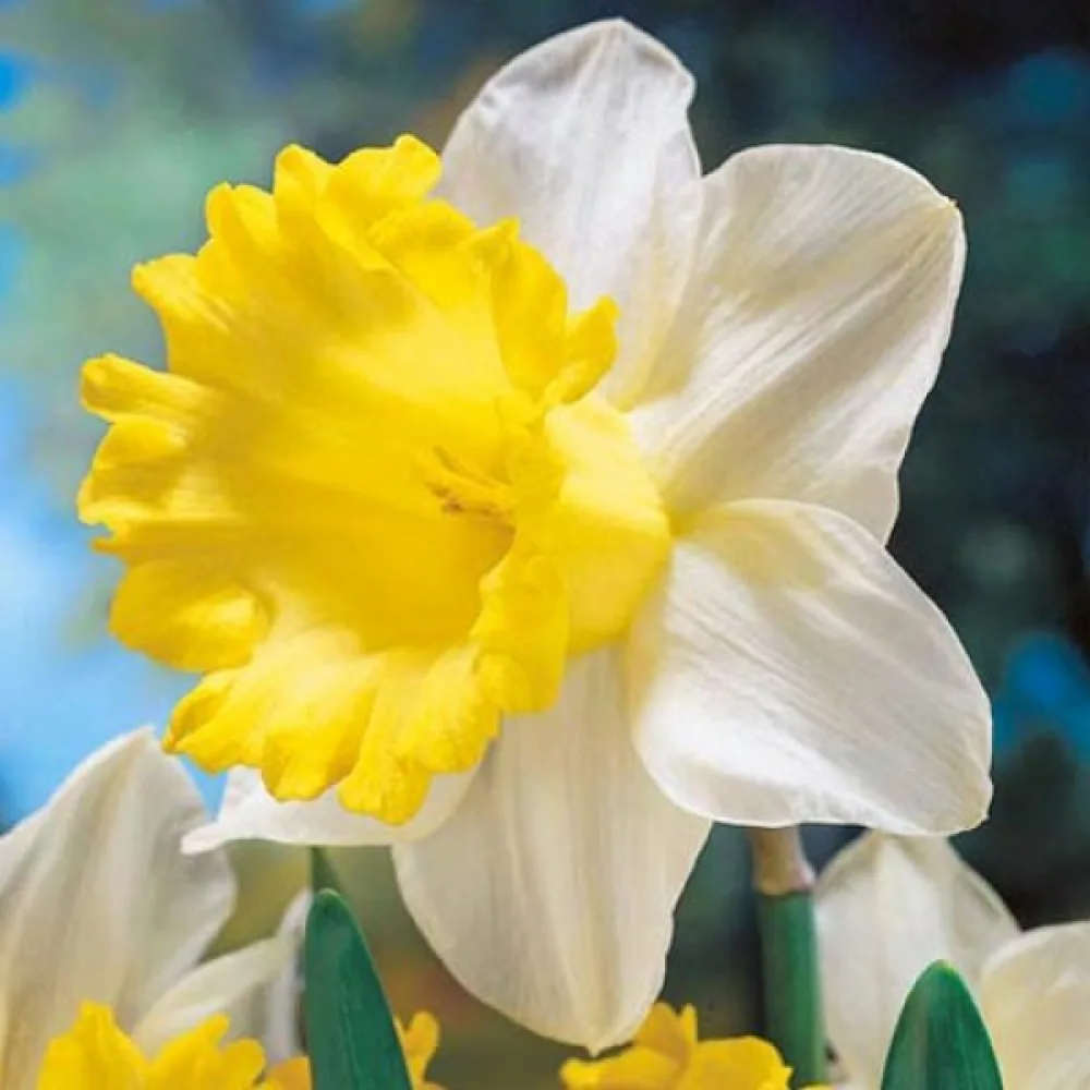Narcis Goblet