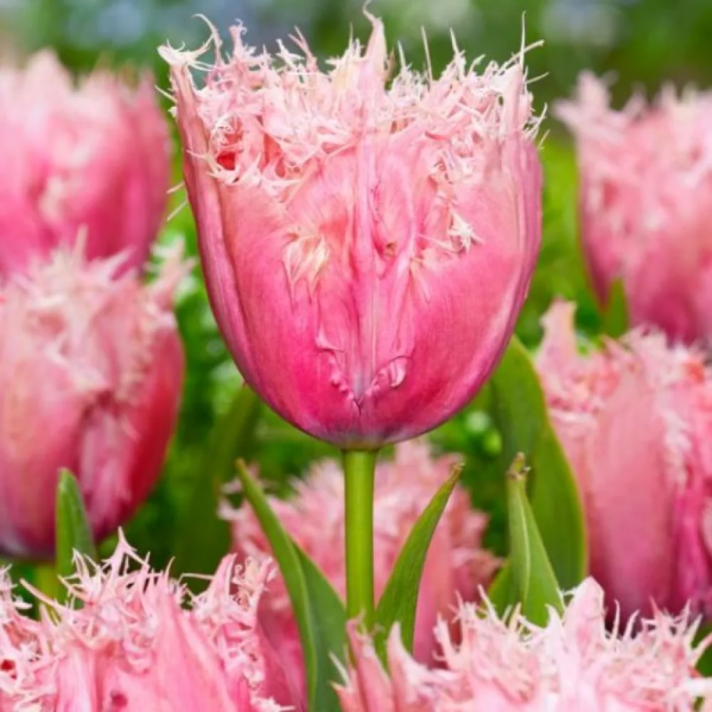 Tulipán Paleis Het Loo (krémový)