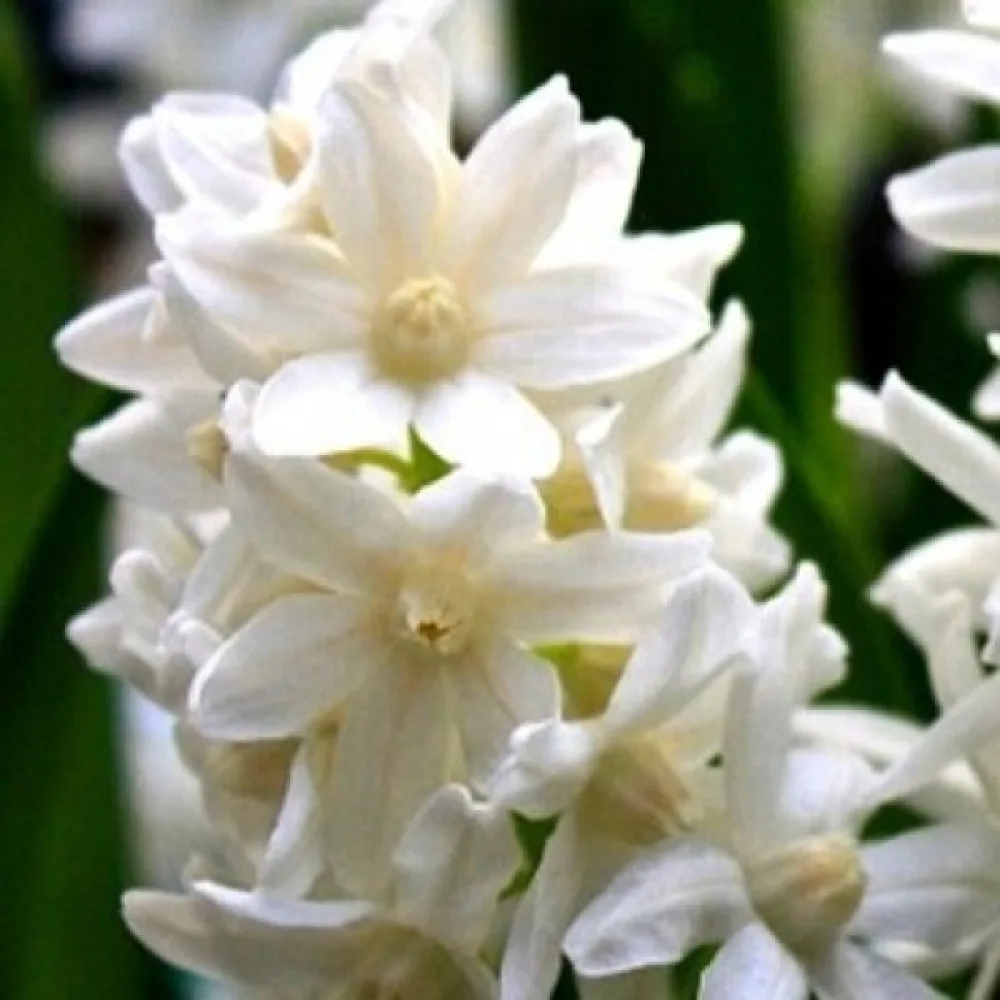 Puškinie alba (bílá)