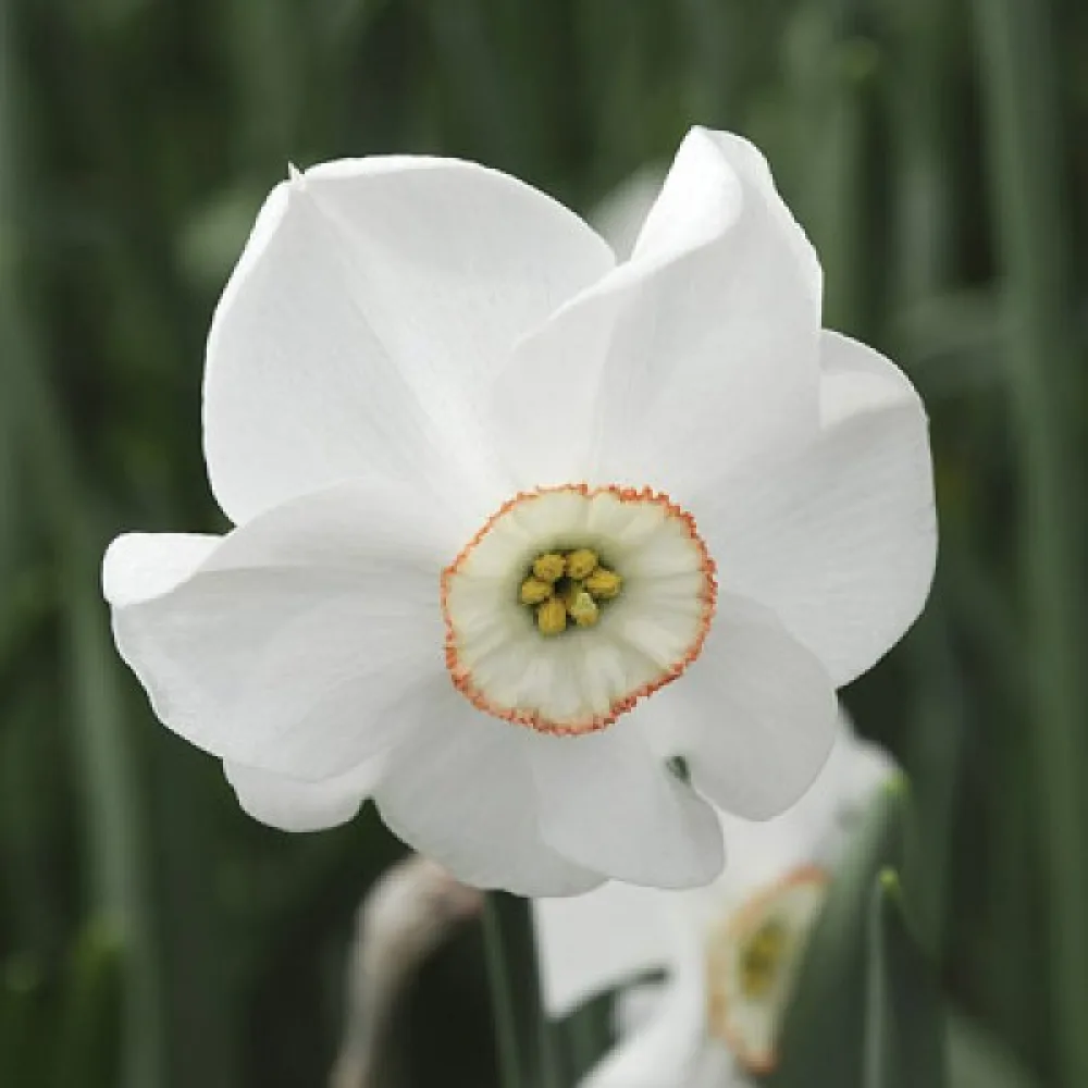 Narcis Dreamlight