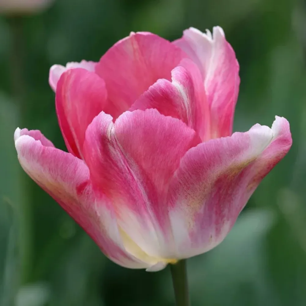 Tulipán Dynasty (růžový)