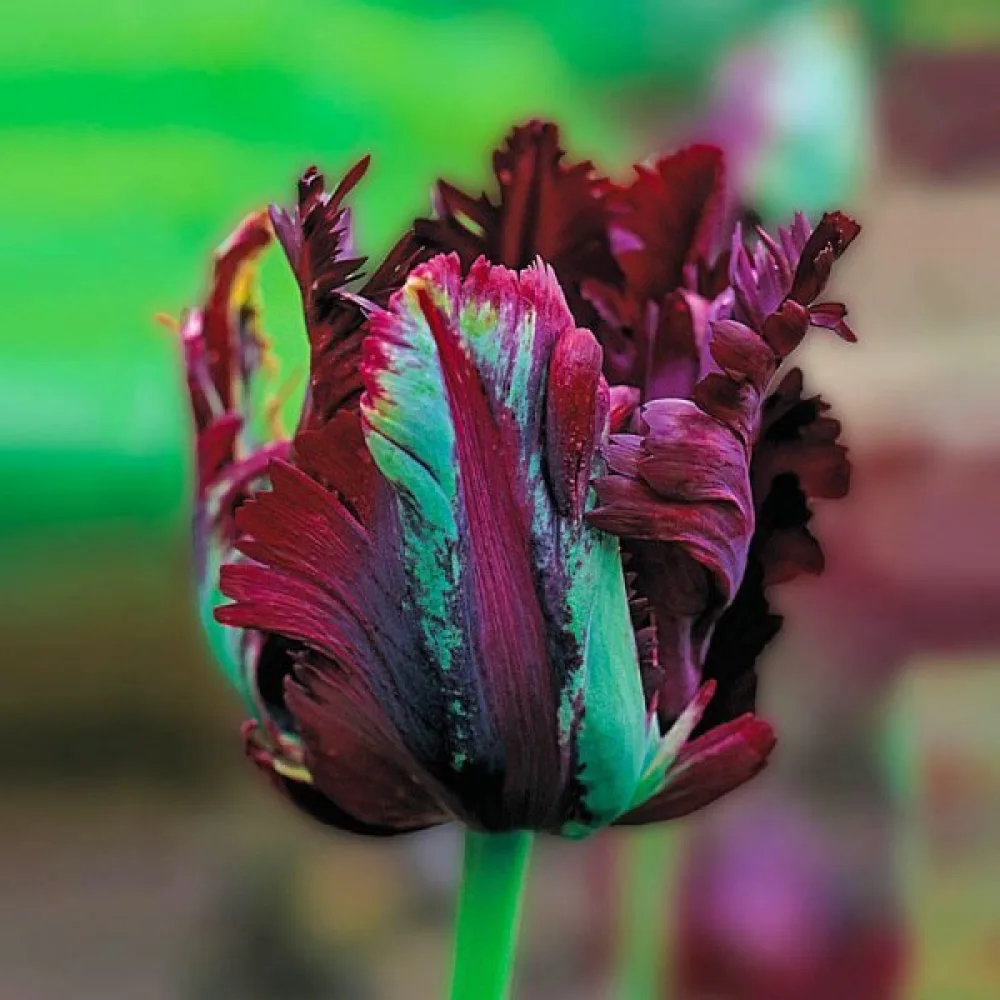 Tulipán Black Parrot (černý)