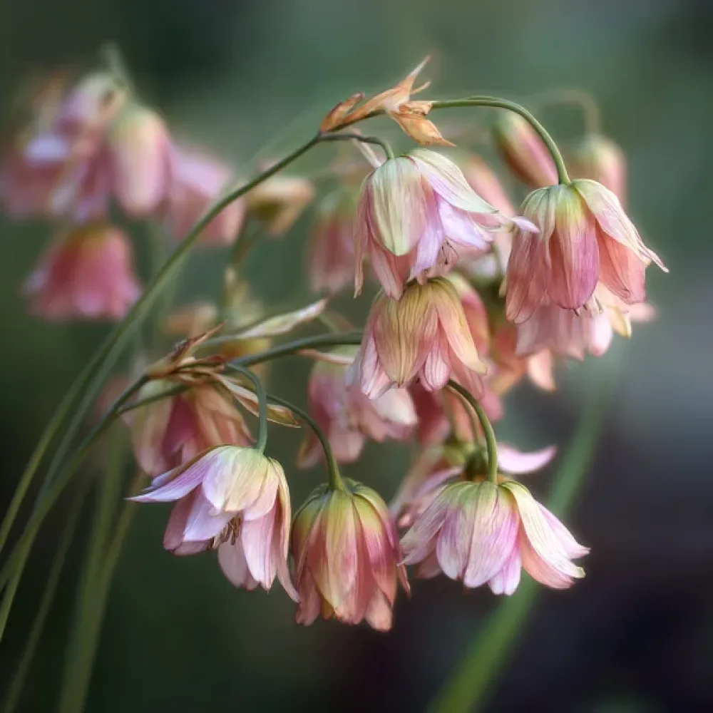 Nektaroskordum siculum ssp bulgaricum (krémový)