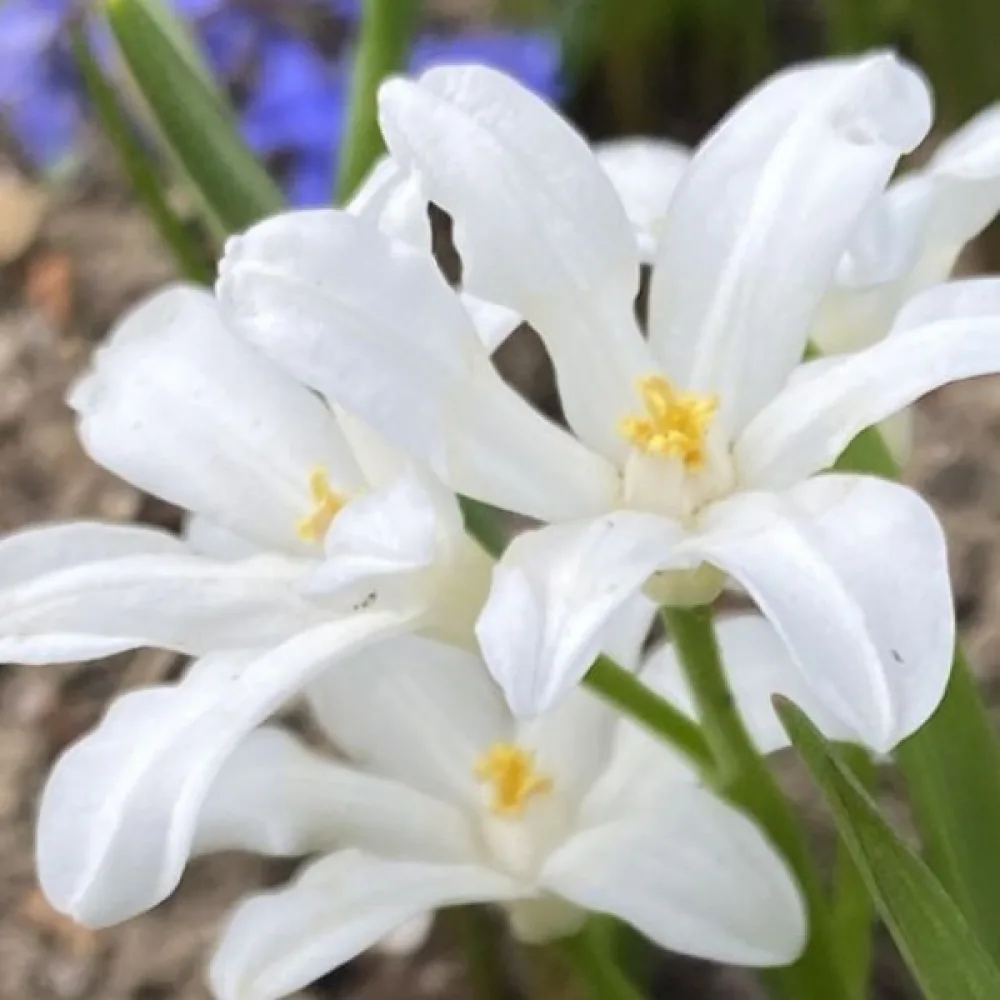 Chionodoxa Luciliae Alba (sněhově bílá)