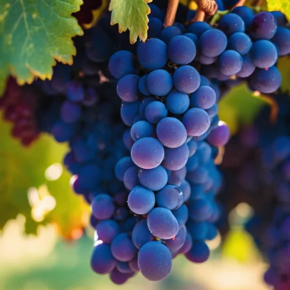 Vinná réva Syrah – raná