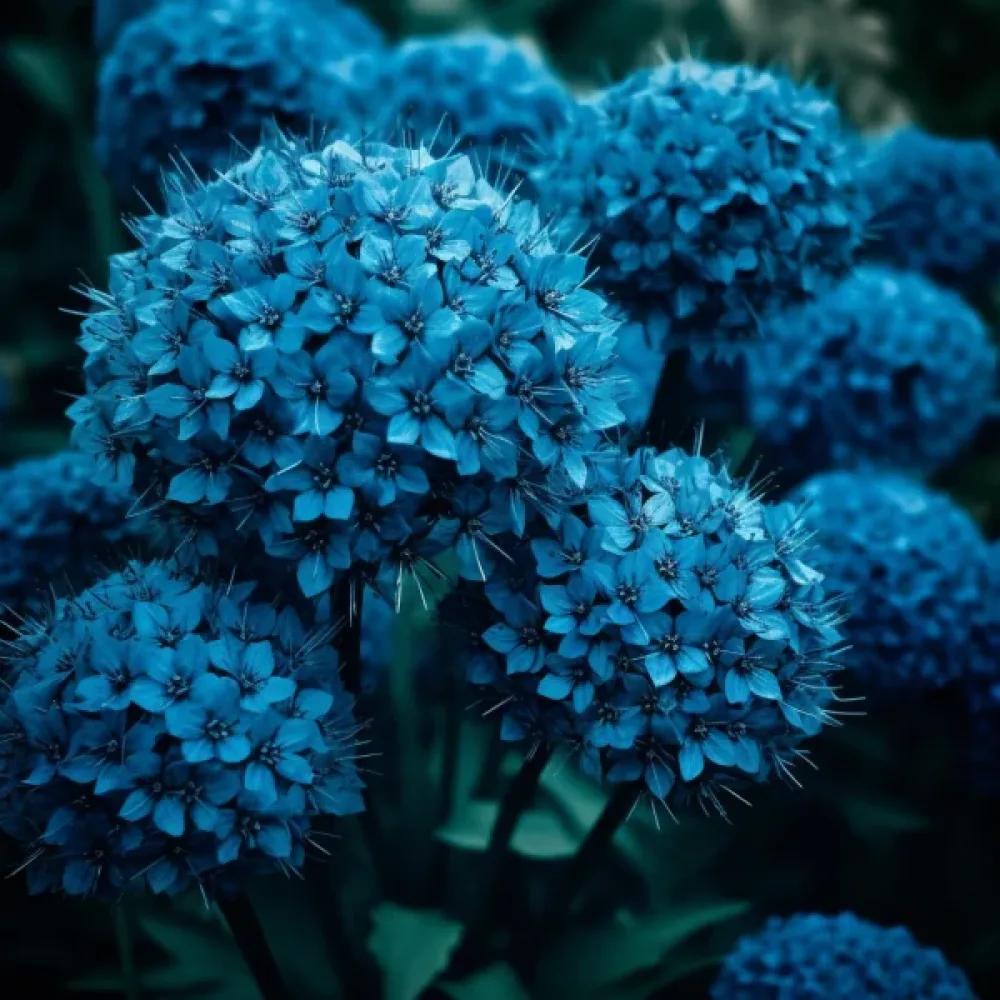 Okrasný česnek CAERULEUM (AZUREUM) (azurový)