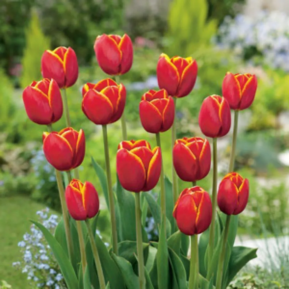 Tulipán Verandi (červený)