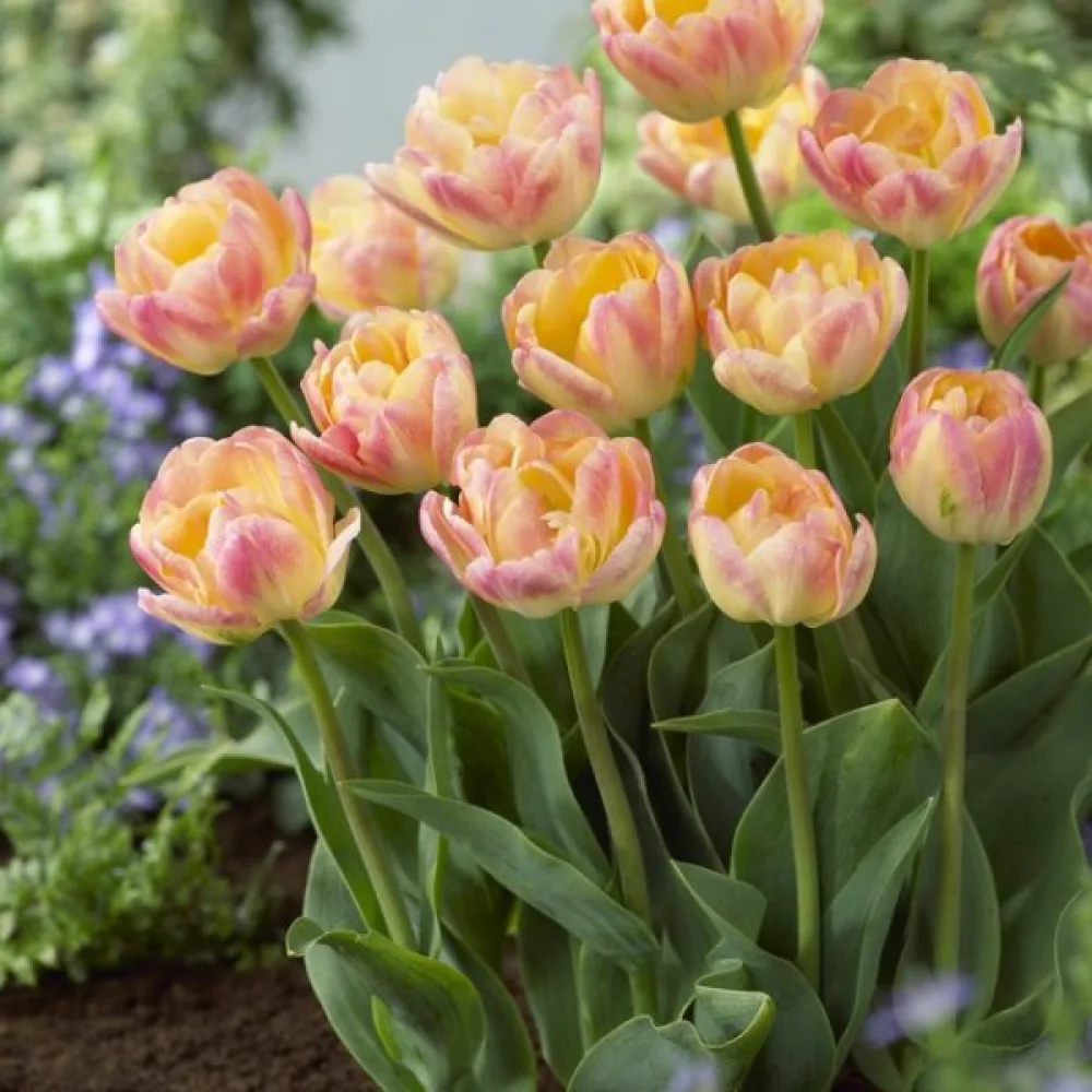 Tulipán Creme Upstar (krémový)