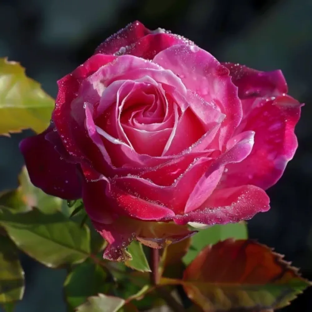 Růže Dancing Petal – prostokořenná