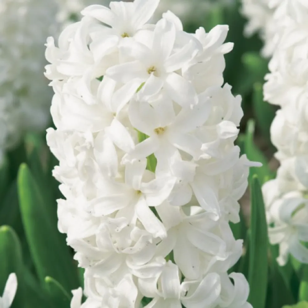 Hyacint White Pearl (bílý)