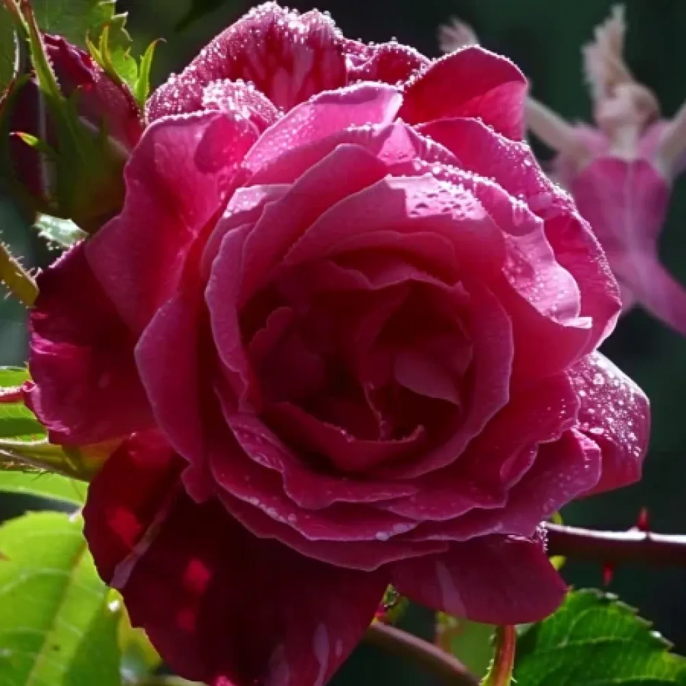 Růže Dancing Petal – prostokořenná