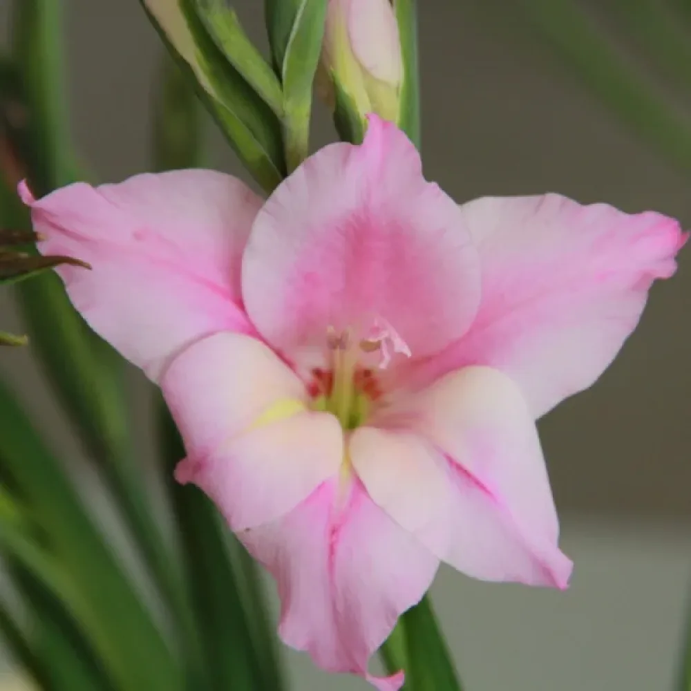 Gladiola Charming lady