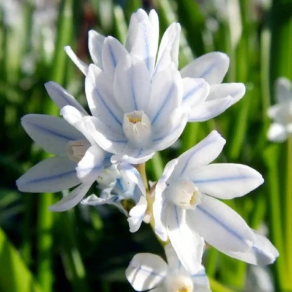 Puškinie scilloides var. libanotica (modrá)